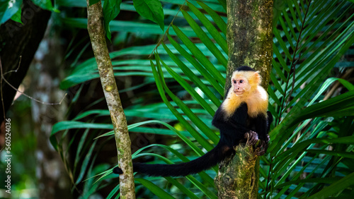 Fotografie cute wild capuchin monkey jumping on palm trees in manuel antonio national park,