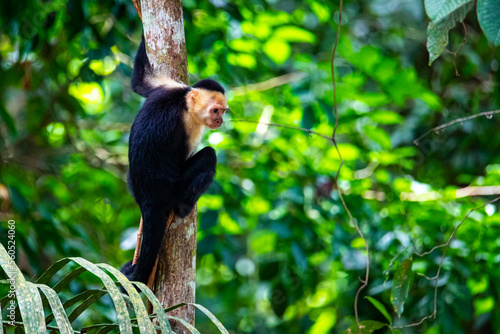 Photography cute wild capuchin monkey jumping on palm trees in manuel antonio national park,