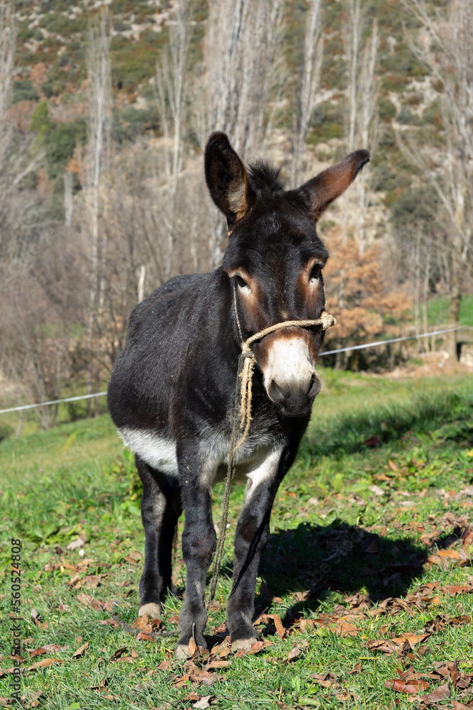 Portrait of a brown donkey eating grass outside in the meadow Portrait of a brown donkey eating grass outside in the meadow