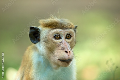 Portrait Toque Macaque, (Macaca sinica), makak bandar, is a reddish-brown-coloured Old World monkey endemic to Sri Lanka, where it is known as the rilewa.