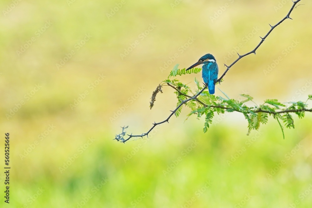 Obraz premium The common kingfisher (Alcedo atthis), ledňáček říční also known as the Eurasian kingfisher sitting on a branch catching fish.