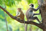 Monkeys friends. The tufted gray langur (Semnopithecus priam) together with makak bandur sitting on a branch.