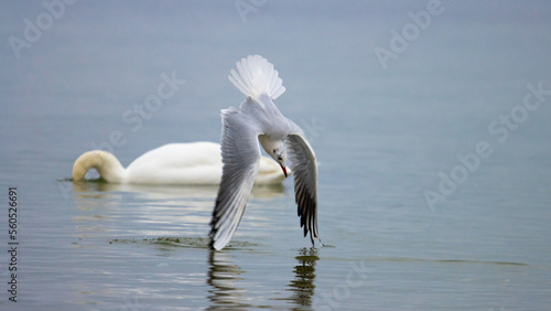 black headed gull diving for fish captured in Baltic sea poland, sopot