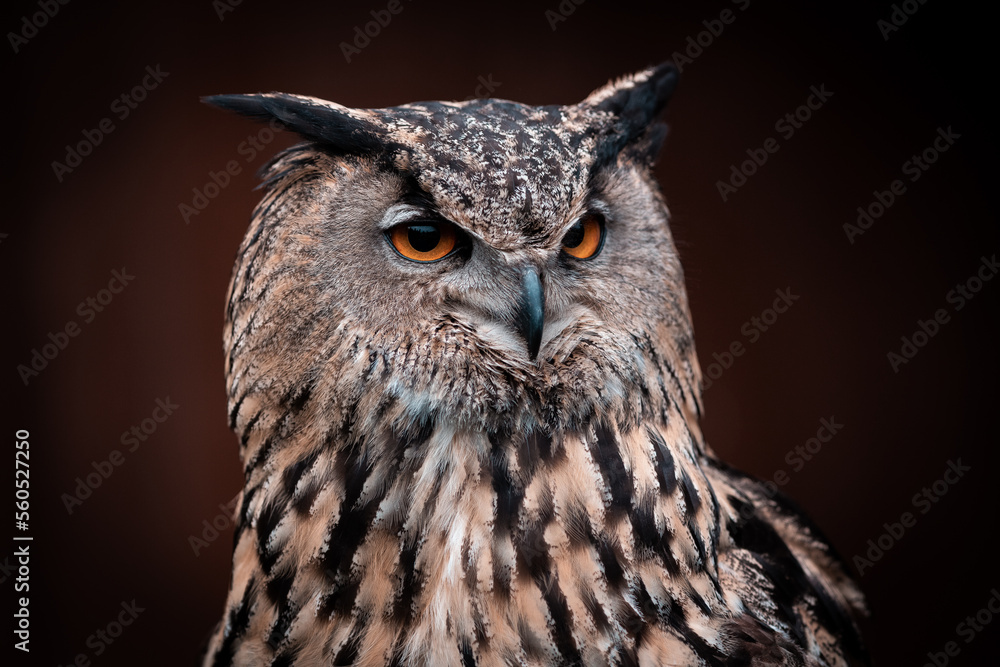 Fototapeta premium portrait of an owl with orange eyes, black background