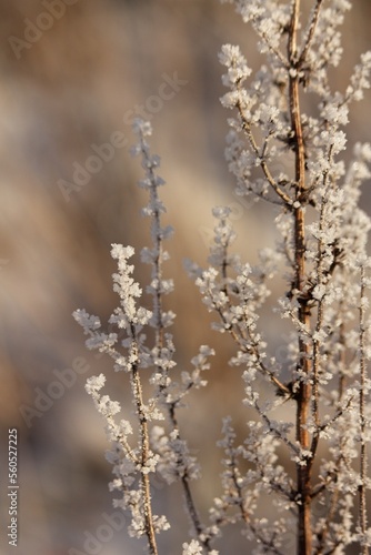 Frosty plant/grass/flower stem with blurred background. © Life is not Average