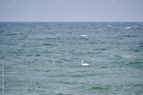 lonely swan is floating waves Baltic Sea.