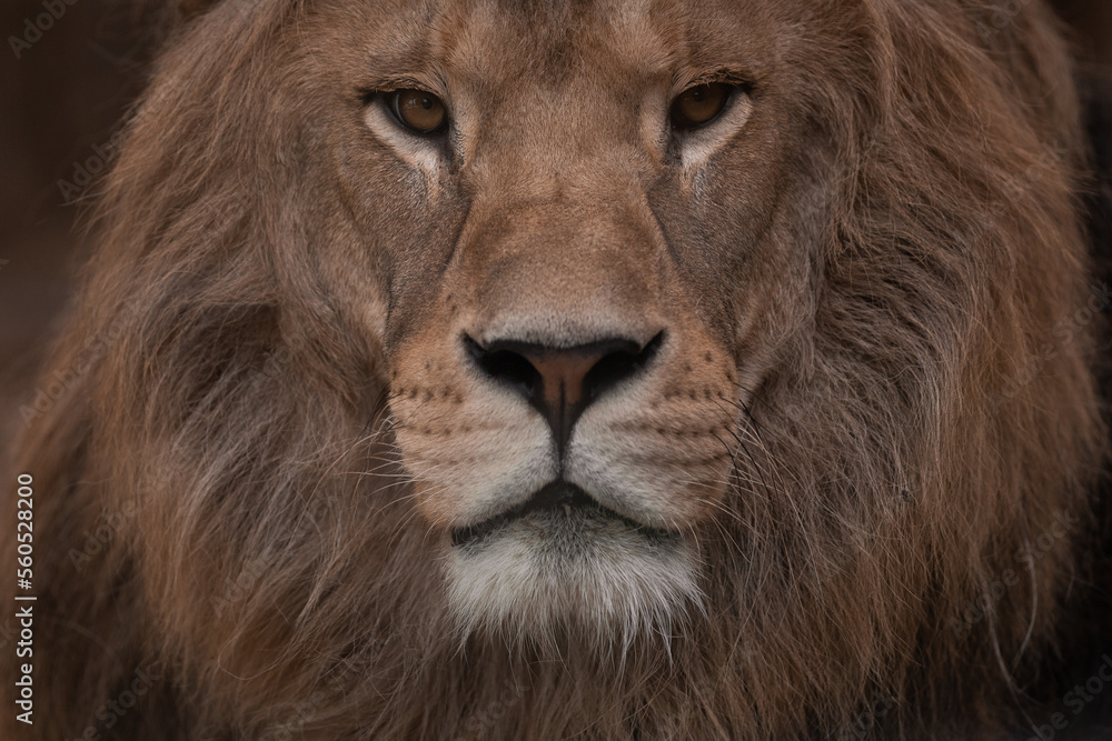Portrait of a Beautiful african male lion in the dark, lion king