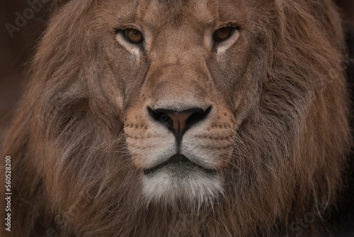 Portrait of a Beautiful african male lion in the dark  lion king