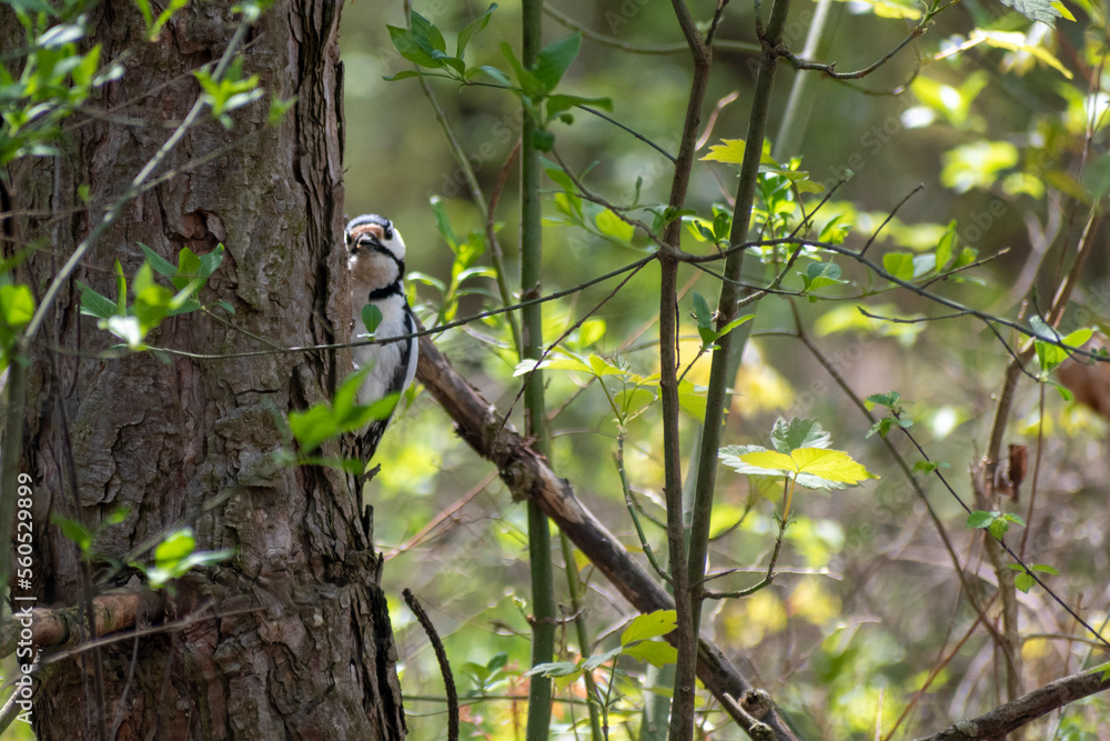 Obraz premium spotted woodpecker