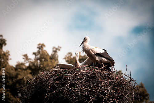 nest of storks high above the ground, Slovakia