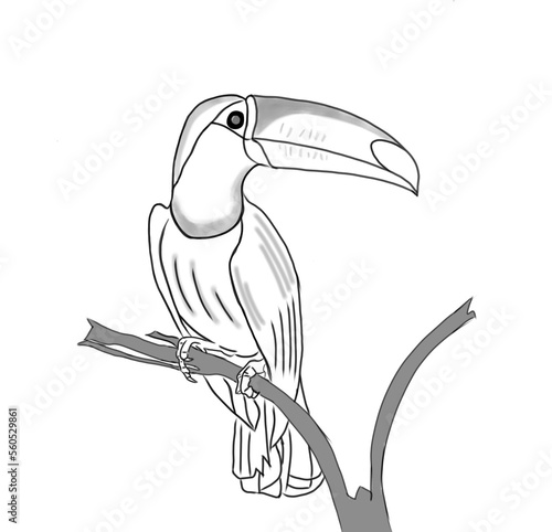 toucan sitting on branch