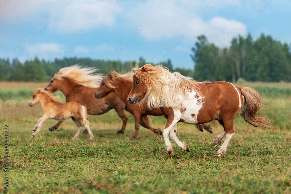 Herd of miniature shetland breed ponies with foals running in the field in summer Herd of miniature shetland breed ponies with foals running in the field in summer