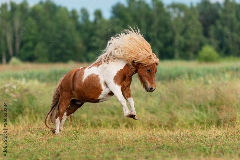 Miniature shetland breed pony running in the field in summer Stock Photo |  Adobe Stock