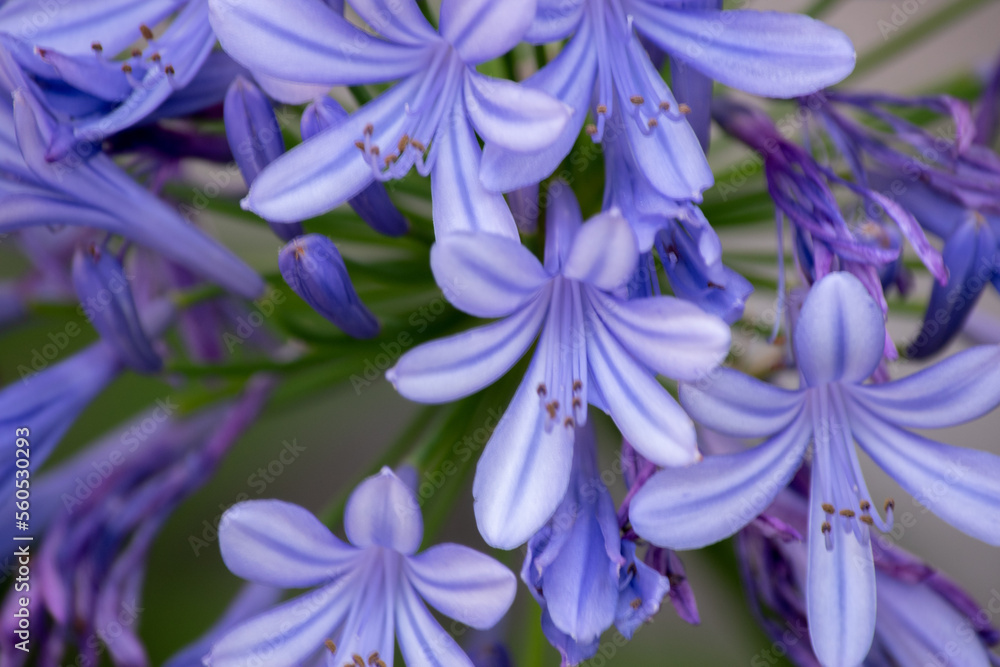 Primer plano de un agapanto. Agapanthus africanus Primer plano de un agapanto. Agapanthus africanus