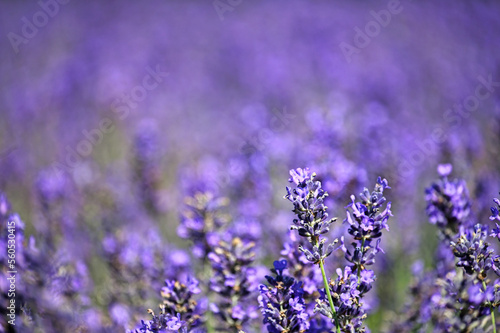 Lavender flowers meadow springtime nature background