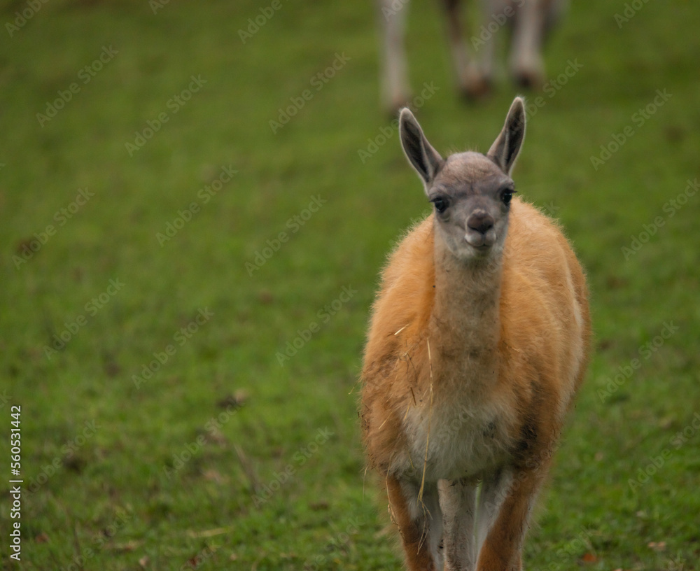 Llama on green grass in autumn day