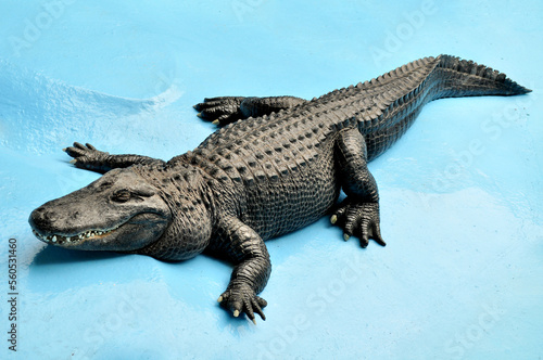 American alligator (Alligator mississippiensis) Muja, world's oldest alligator