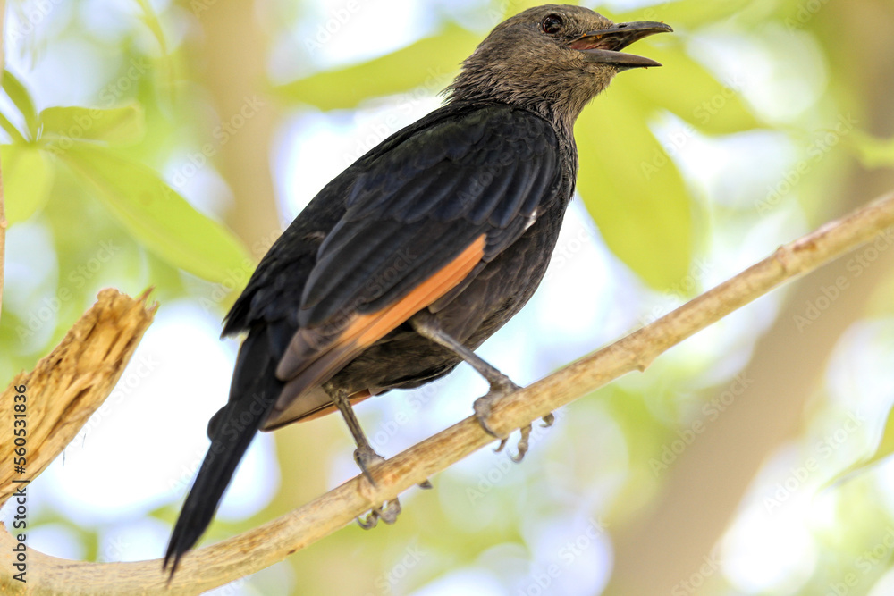 Tristram's starling on a tree branch, Israel Tristram's starling on a tree branch, Israel
