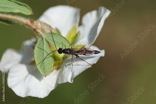 Closeup female parasitic wasp of the subfamily Xoridinae, family ichneumon wasps or ichneumonids (Ichneumonidae). Underside white flower of shrubby cinquefoil, Potentilla fruticosa, Rose family   photo