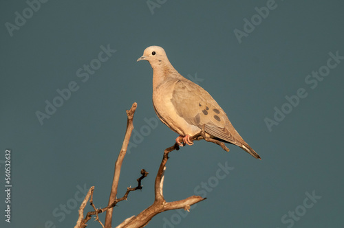 Eared Dove in Calden forest environment, La Pampa, Argentina