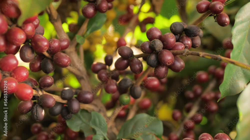 Coffee farm, scenery and everyday life in the countryside Coffee farm, scenery and everyday life in the countryside