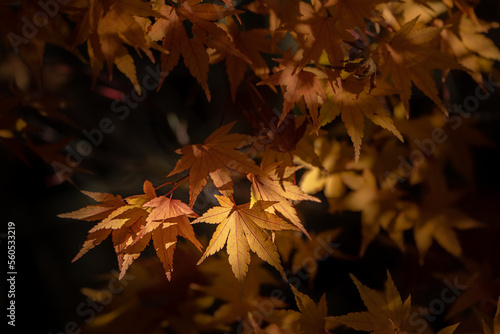 Maple Leaves 2674