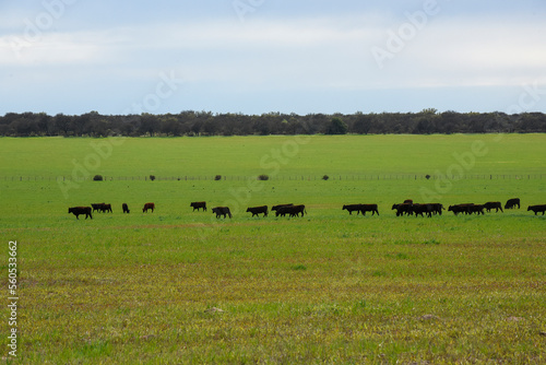 Cattle raising with natural pastures in Pampas countryside, La Pampa Province,Patagonia, Argentina.