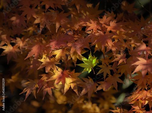 Maple Leaves 2736