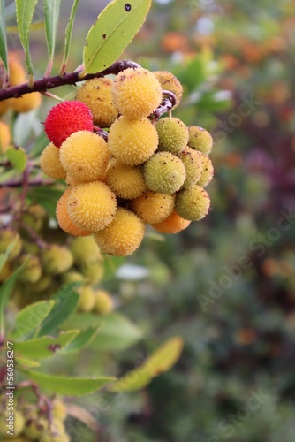 fruit on the tree
