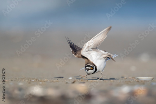 Shorebirds, little ringed plover (Charadrius dubius) on the beach. photo