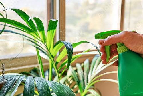 Hand of woman spraying Kentia and Beaucarnea houseplants. Moisturize leaves of tropical plants during the heating season at home. Greenery at home. Eco-friendly life. Taking care of plants, hobby.
