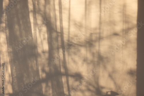 reflection of tree branches and curtains