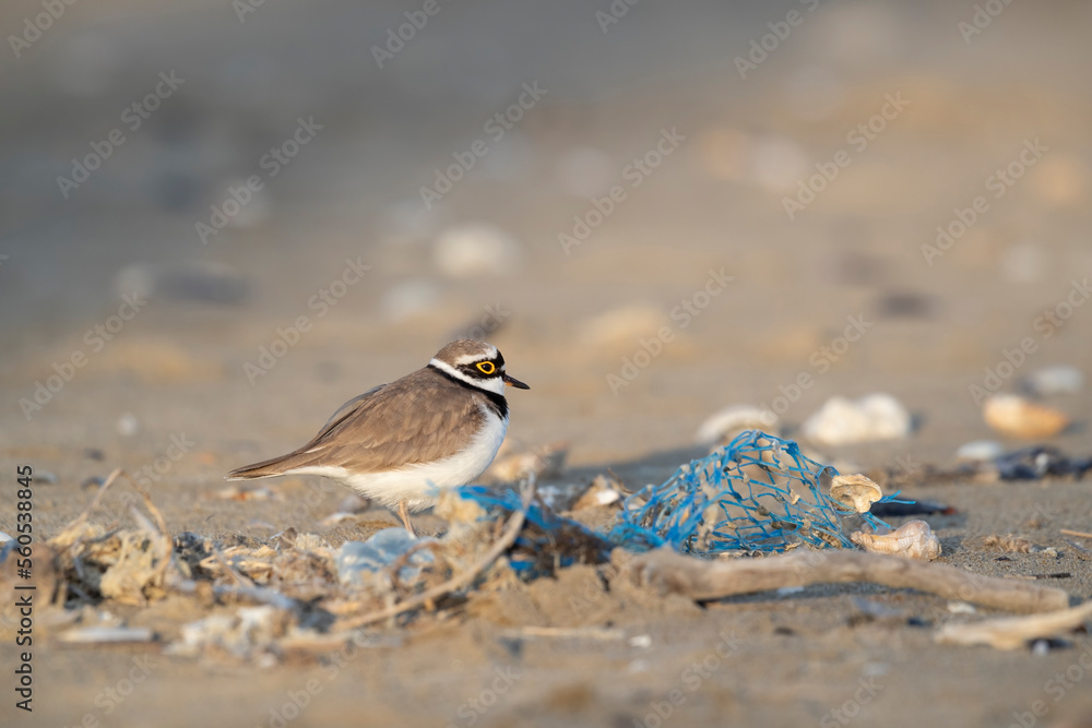Pollution on the beach, plastic near the bird, little ringed plover (Charadrius dubius) Pollution on the beach, plastic near the bird, little ringed plover (Charadrius dubius)
