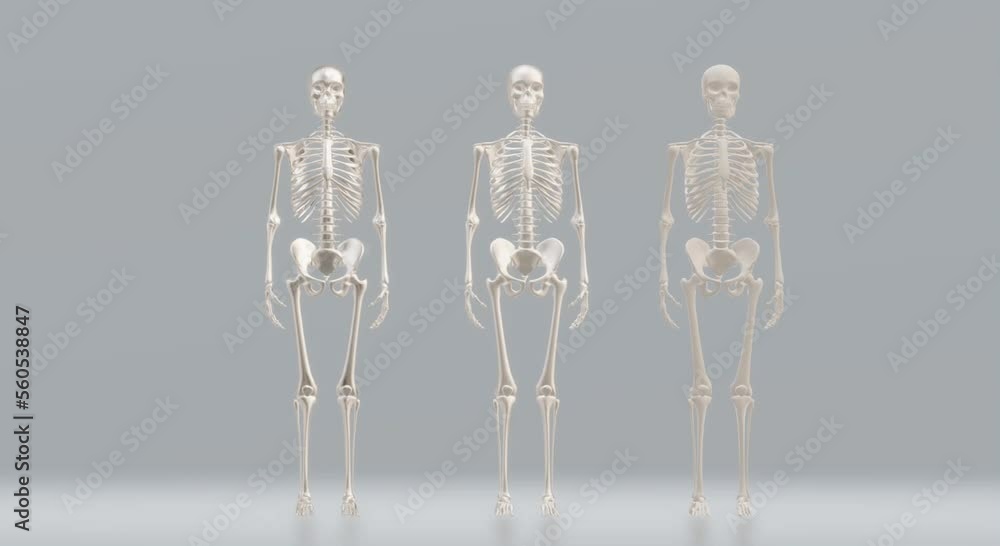 human skeleton anatomy skull human skeleton anatomy skull