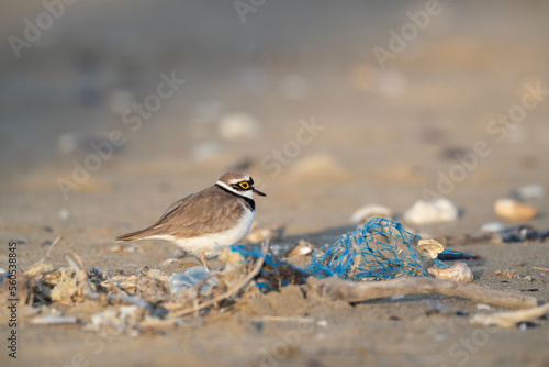 Pollution on the beach, plastic near the bird, little ringed plover (Charadrius dubius)