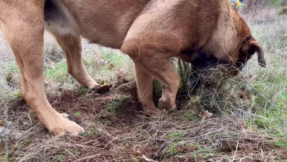 Video of dog digging a hole on the ground Video of dog digging a hole on the ground