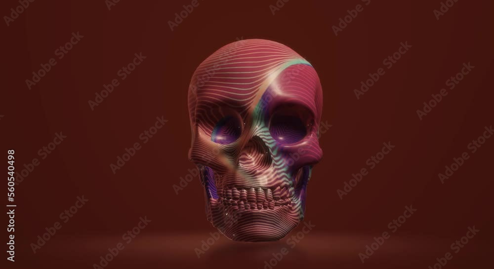human skeleton anatomy skull human skeleton anatomy skull