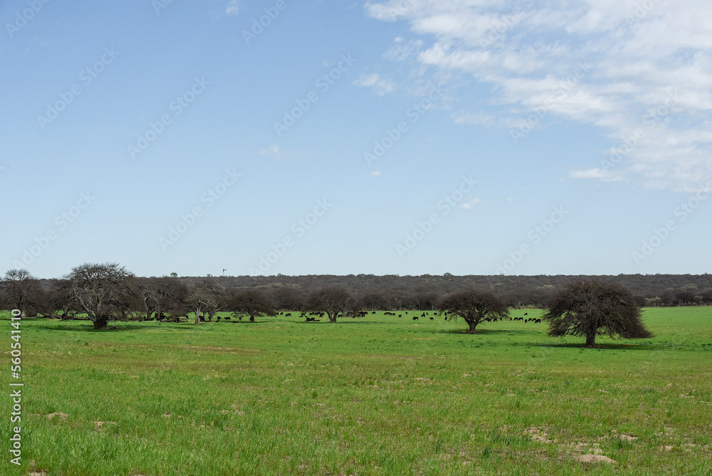 Fototapeta premium Pampas countryside landscape, La Pampa province, Patagonia, Argentina.