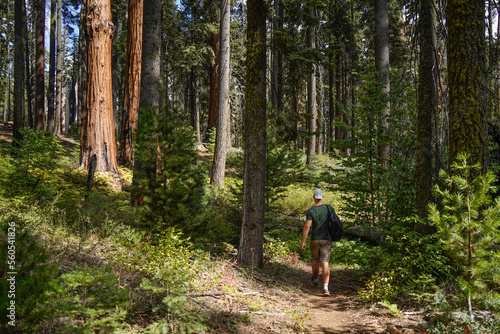 Mann mit Rucksack wandert durch den Wald im Sequoia National Park bei sonnigem Wetter photo