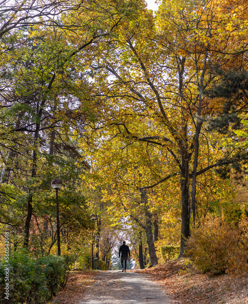 Fototapeta premium Herastrau Park in the Fall