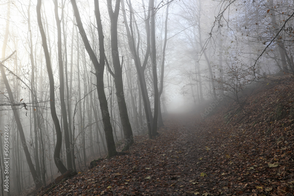 Obraz premium Wald im Nebel