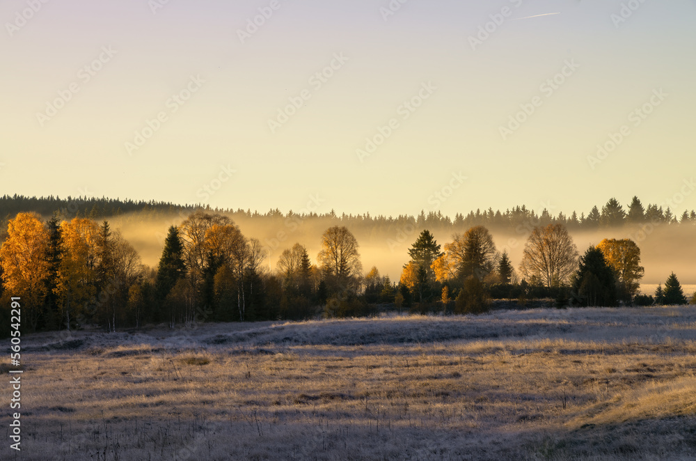 Morning in Bohemian Forest National Park