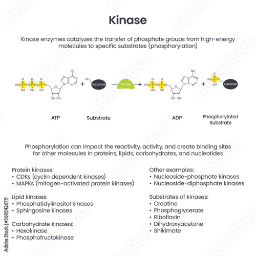 Kinase Phosphorylation scientific educational vector illustration photo