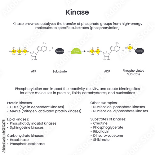 Kinase Phosphorylation scientific educational vector illustration