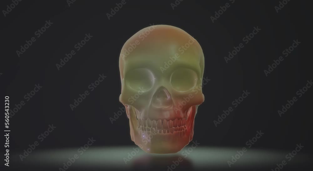 human skeleton anatomy skull human skeleton anatomy skull