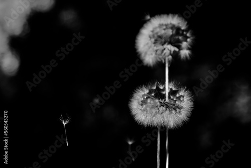 Dandelion Fluff