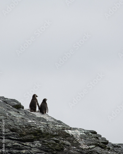 penguin couple perched on a rock - pareja de pinguinos posados en una roca