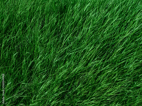 Green grass lawn field flora, texture or background of green grass, windy day