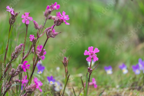 Red campion flowers in the field