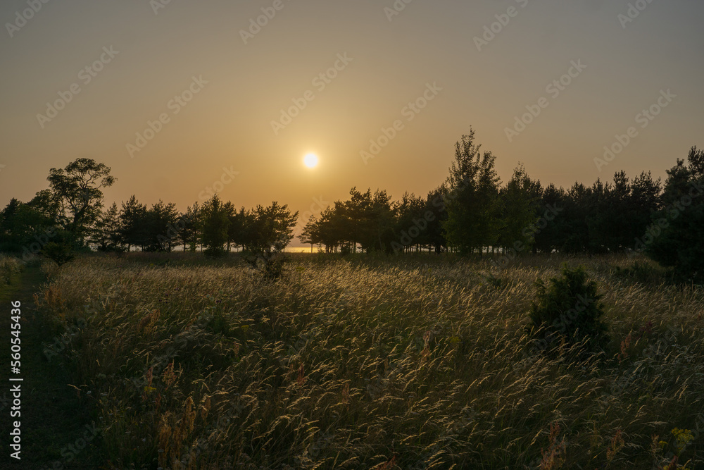 sunset in the field forest